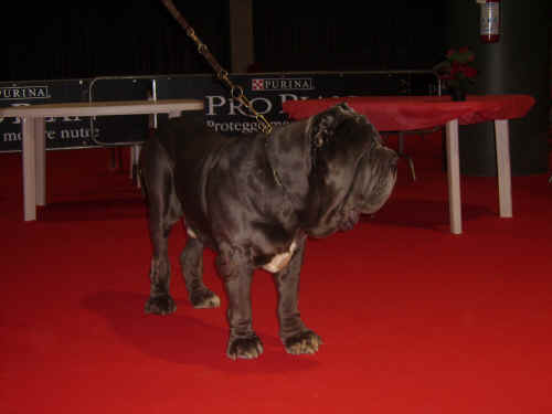 proplan cup 2006